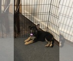 Small Photo #4 German Shepherd Dog Puppy For Sale in BALTIMORE, MD, USA