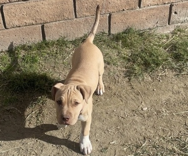 Medium Photo #1 American Pit Bull Terrier Puppy For Sale in BERMUDA DUNES, CA, USA