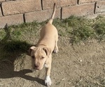 Small Photo #1 American Pit Bull Terrier Puppy For Sale in BERMUDA DUNES, CA, USA