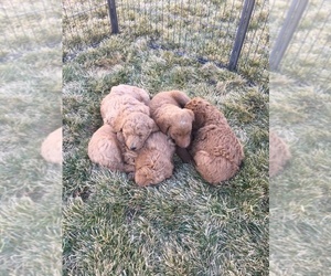 Labradoodle-Poodle (Standard) Mix Puppy for sale in PALOMINO VALLEY, NV, USA