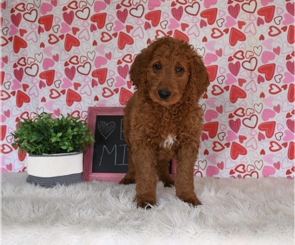 Medium Photo #3 Goldendoodle Puppy For Sale in SUGARCREEK, OH, USA