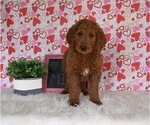 Small Photo #3 Goldendoodle Puppy For Sale in SUGARCREEK, OH, USA