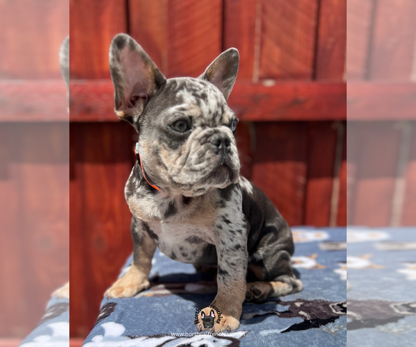 Medium Photo #3 French Bulldog Puppy For Sale in SACRAMENTO, CA, USA