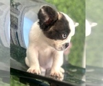 Small French Bulldog