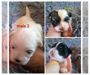 Mal-Shi Puppy for sale in WOBURN, MA, USA