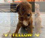 Puppy yellow Goldendoodle