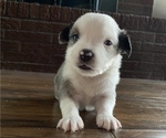 Small Photo #7 Miniature Australian Shepherd Puppy For Sale in BRANDON, MS, USA