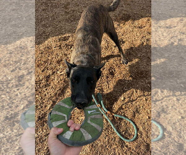 Medium Photo #8 Holland Shepherd Puppy For Sale in Imlay City, MI, USA
