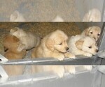 Small Photo #12 Golden Retriever Puppy For Sale in VERMONTVILLE, MI, USA