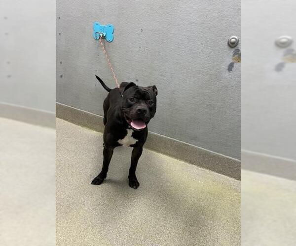 Medium Photo #1 Mutt Puppy For Sale in Las Vegas, NV, USA