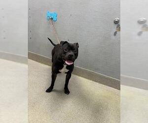 Mutt Dogs for adoption in Las Vegas, NV, USA