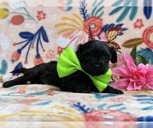 Poodle (Toy)-YorkiePoo Mix Puppy for sale in LANCASTER, PA, USA