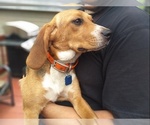 Small Photo #2 Beagle Puppy For Sale in NEW BRIT, CT, USA
