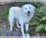 Small Photo #1 Great Pyrenees Puppy For Sale in Spring, TX, USA