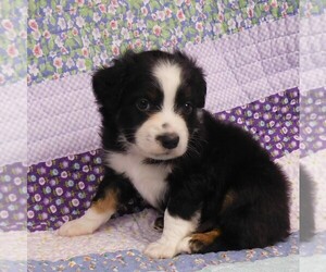 Miniature Australian Shepherd Puppy for sale in HARRISON, OH, USA