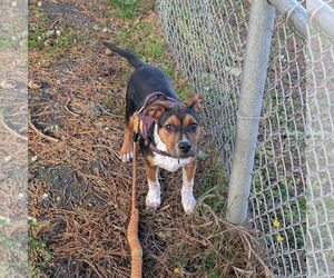 Mutt Dogs for adoption in San Jose, CA, USA