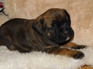 Medium Photo #2 Cane Corso Puppy For Sale in WINDSOR MILL, MD, USA