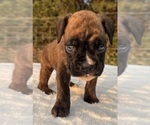 Small #7 Boxer