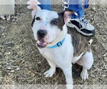 Small American Pit Bull Terrier Mix