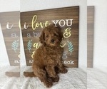 Small #4 Goldendoodle (Miniature)