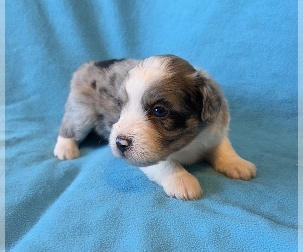 Medium Photo #8 Aussiedoodle Puppy For Sale in WILLS POINT, TX, USA