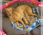 Small Photo #2 Vizsla Puppy For Sale in CLEMONS, IA, USA