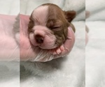 Small Photo #6 Boston Terrier Puppy For Sale in TULARE, CA, USA