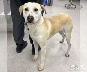 Labrador Retriever-Unknown Mix Dogs for adoption in Washington, DC, USA