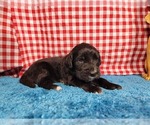 Puppy Buzz Golden Mountain Dog