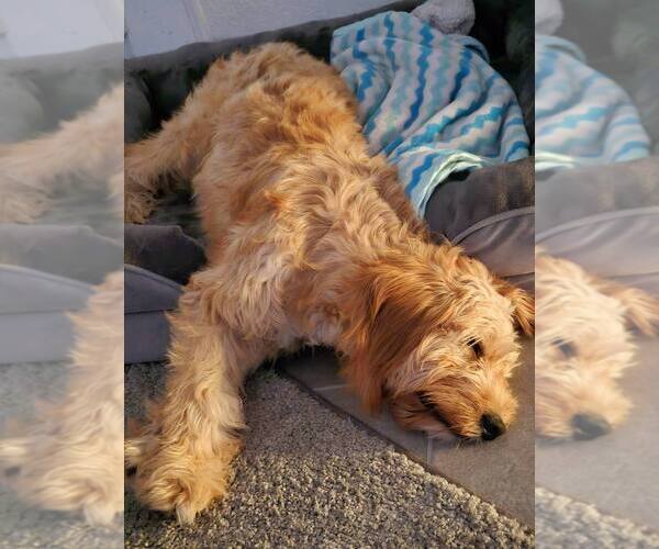 Medium Photo #4 Goldendoodle Puppy For Sale in ORLANDO, FL, USA