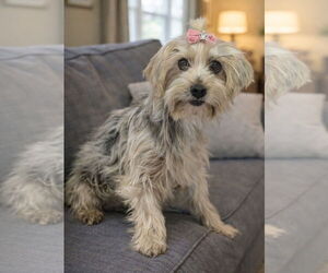 Mutt Dogs for adoption in Bon Carbo, CO, USA