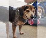 Small Beagle