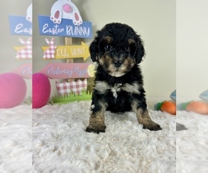 YorkiePoo Puppy for sale in GREENFIELD, IN, USA