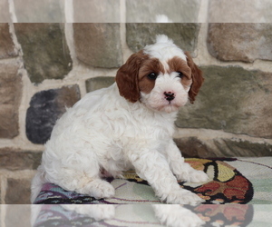 Cavapoo Puppy for sale in SHILOH, OH, USA