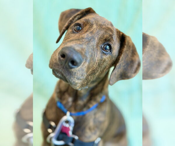 Medium Photo #3 Mutt Puppy For Sale in West Cornwall, CT, USA
