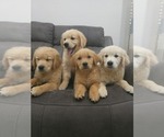 Small #3 Golden Retriever