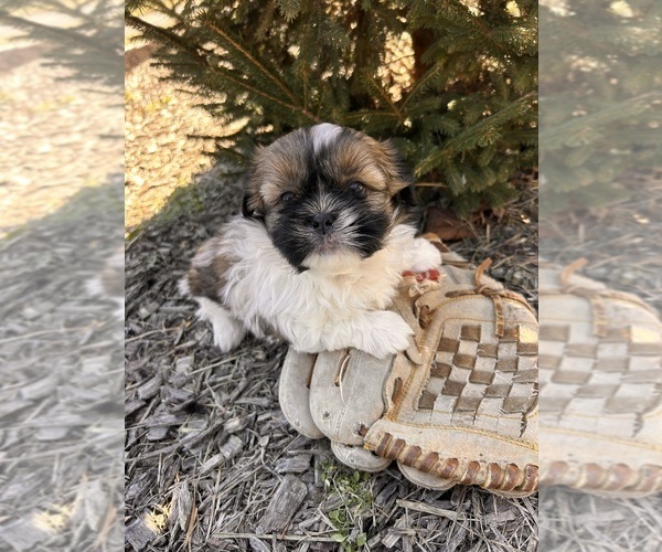 Medium Photo #3 Shih Tzu Puppy For Sale in MIDDLEBURY, IN, USA