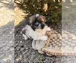 Small Photo #3 Shih Tzu Puppy For Sale in MIDDLEBURY, IN, USA