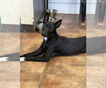 Small #2 Labrador Retriever