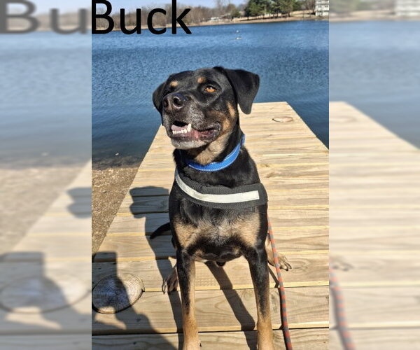 Medium Photo #4 Black Mouth Cur-Rottweiler Mix Puppy For Sale in Mountain View, AR, USA