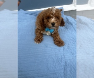 Cavapoo Puppy for sale in RANDOLPH, MA, USA