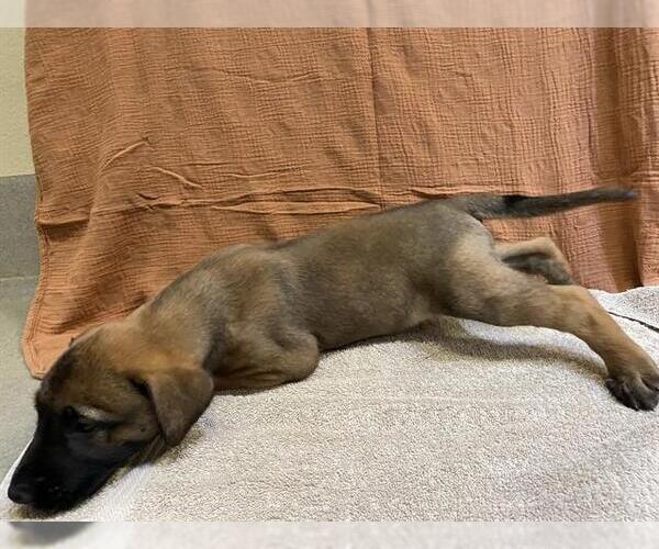 Medium Photo #1 Mutt Puppy For Sale in Modesto, CA, USA