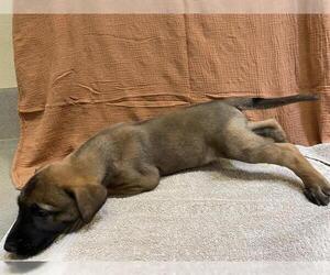 Mutt Dogs for adoption in Modesto, CA, USA