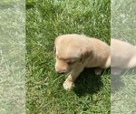 Small #17 Labrador Retriever