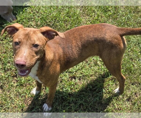 Medium Photo #4 Pointer-Unknown Mix Puppy For Sale in Anniston, AL, USA