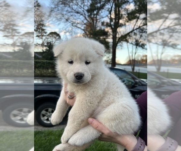 Medium Photo #2 Akita Puppy For Sale in LINCOLNTON, NC, USA