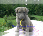 Small #5 German Shepherd Dog