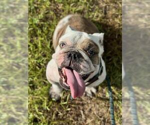 Medium American Bulldog Mix