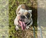 Small American Bulldog Mix