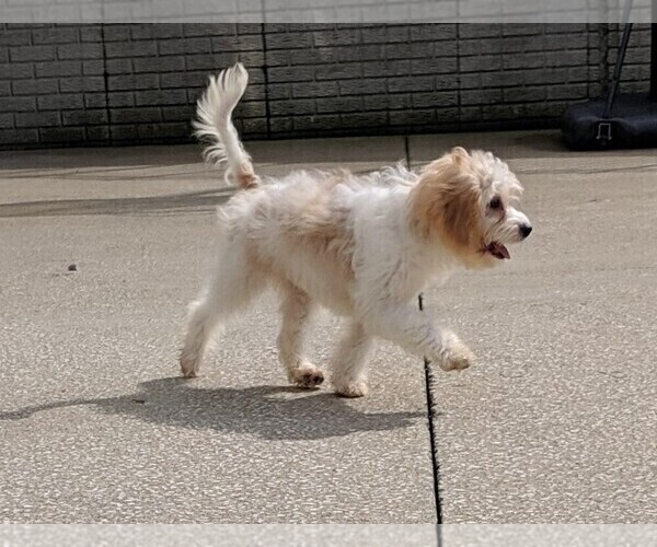 Medium Photo #5 Cavachon Puppy For Sale in FREDERICKSBURG, OH, USA